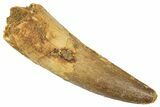 Fossil Spinosaurus Tooth - Real Dinosaur Tooth #372900-1